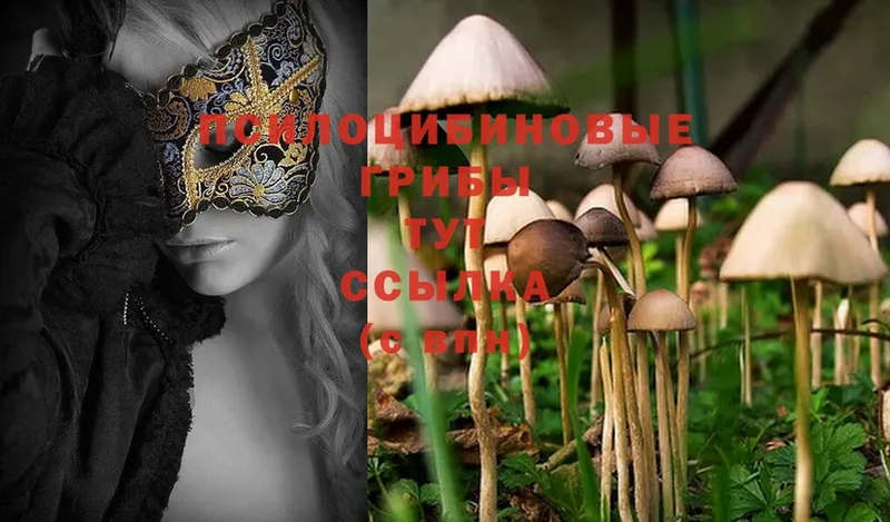 где можно купить   Гдов  Галлюциногенные грибы Psilocybine cubensis 